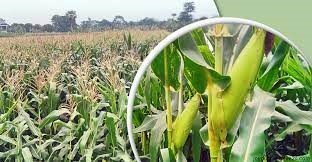 ভুট্টা চাষে বাম্পার ফলনের আশা জয়পুরহাটে